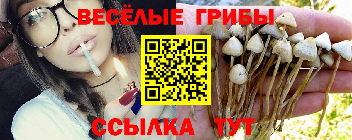 где найти   Галлюциногенные грибы Magic Shrooms  Вход с VPN  Псилоцибиновые грибы GOLDEN TEACHER  Нефтекумск 